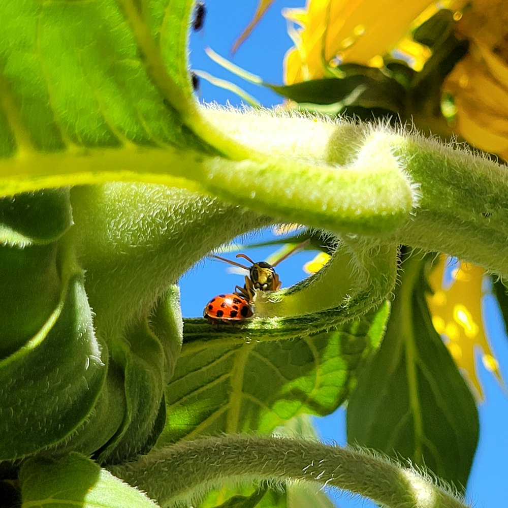 a lady bug sitting on a sunflower in a field