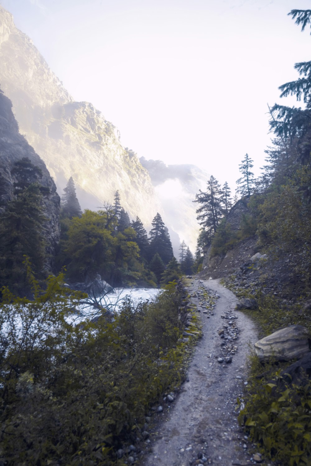 Un camino de tierra en medio de un bosque