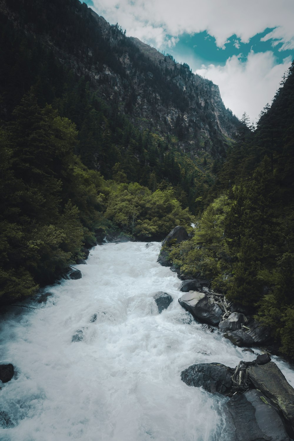 a river running through a lush green forest