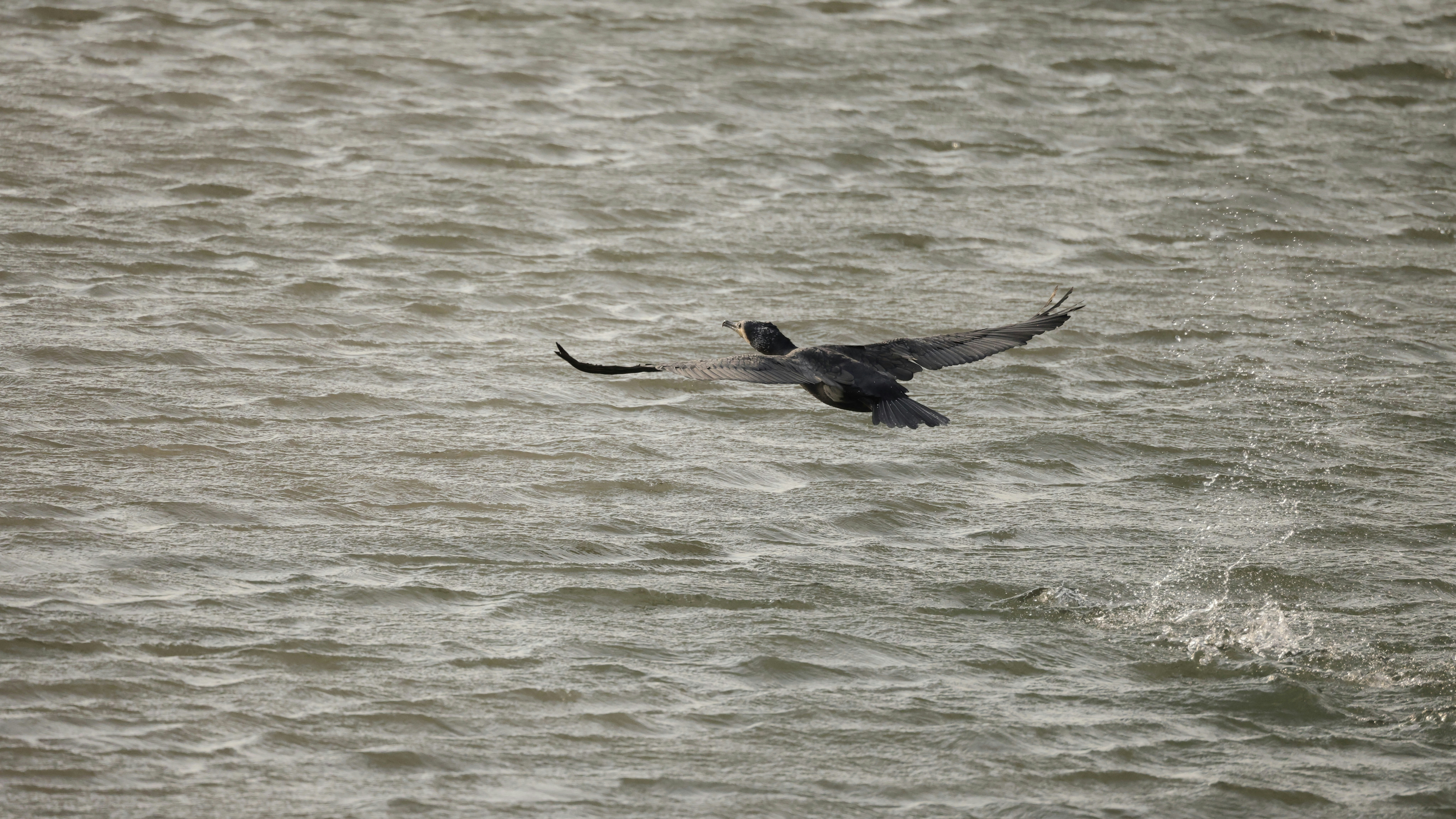 Photo by dickenslin76