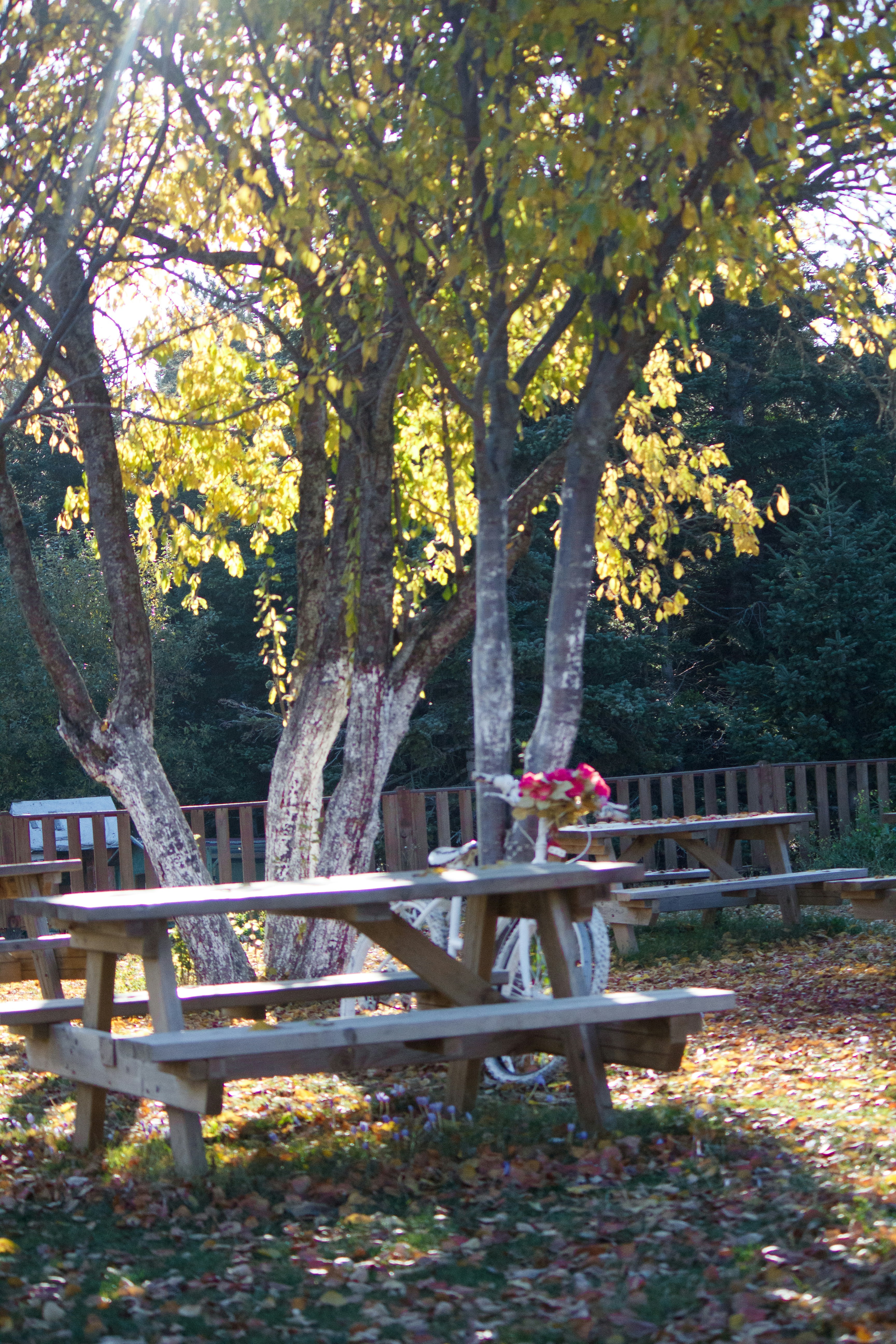 Photo by danaalhameed