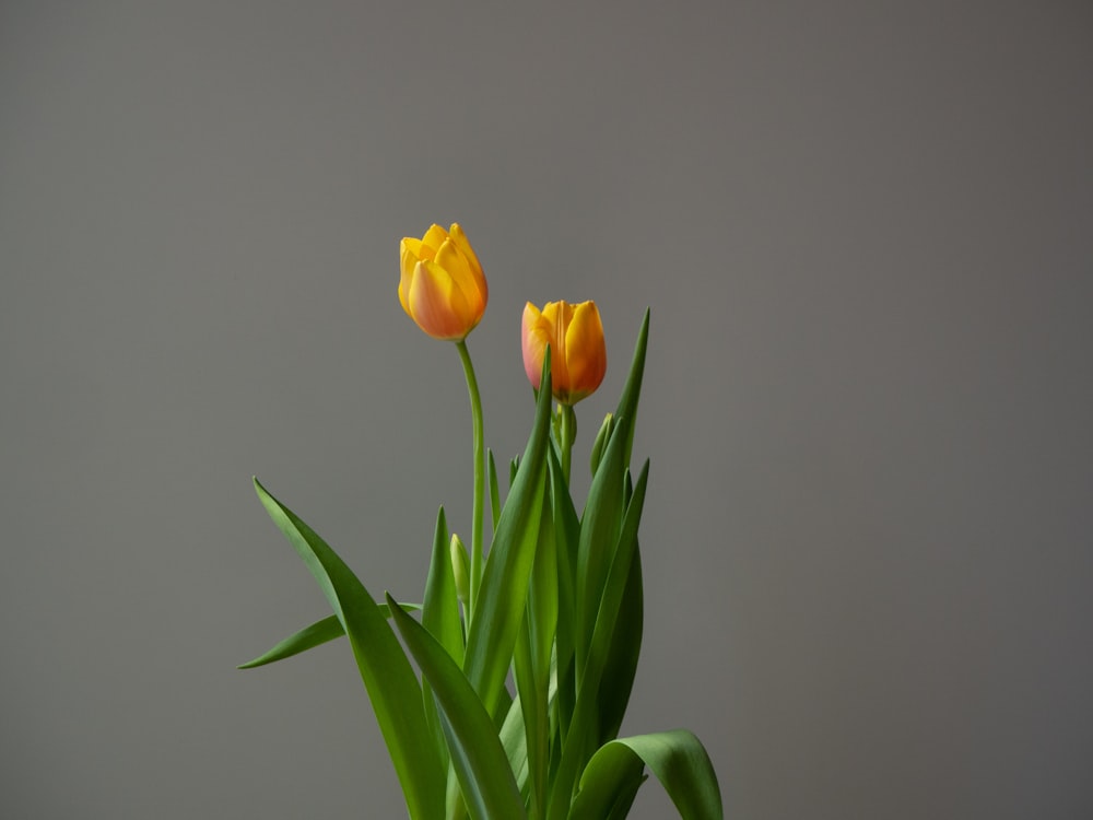 three yellow tulips in a green vase on a table