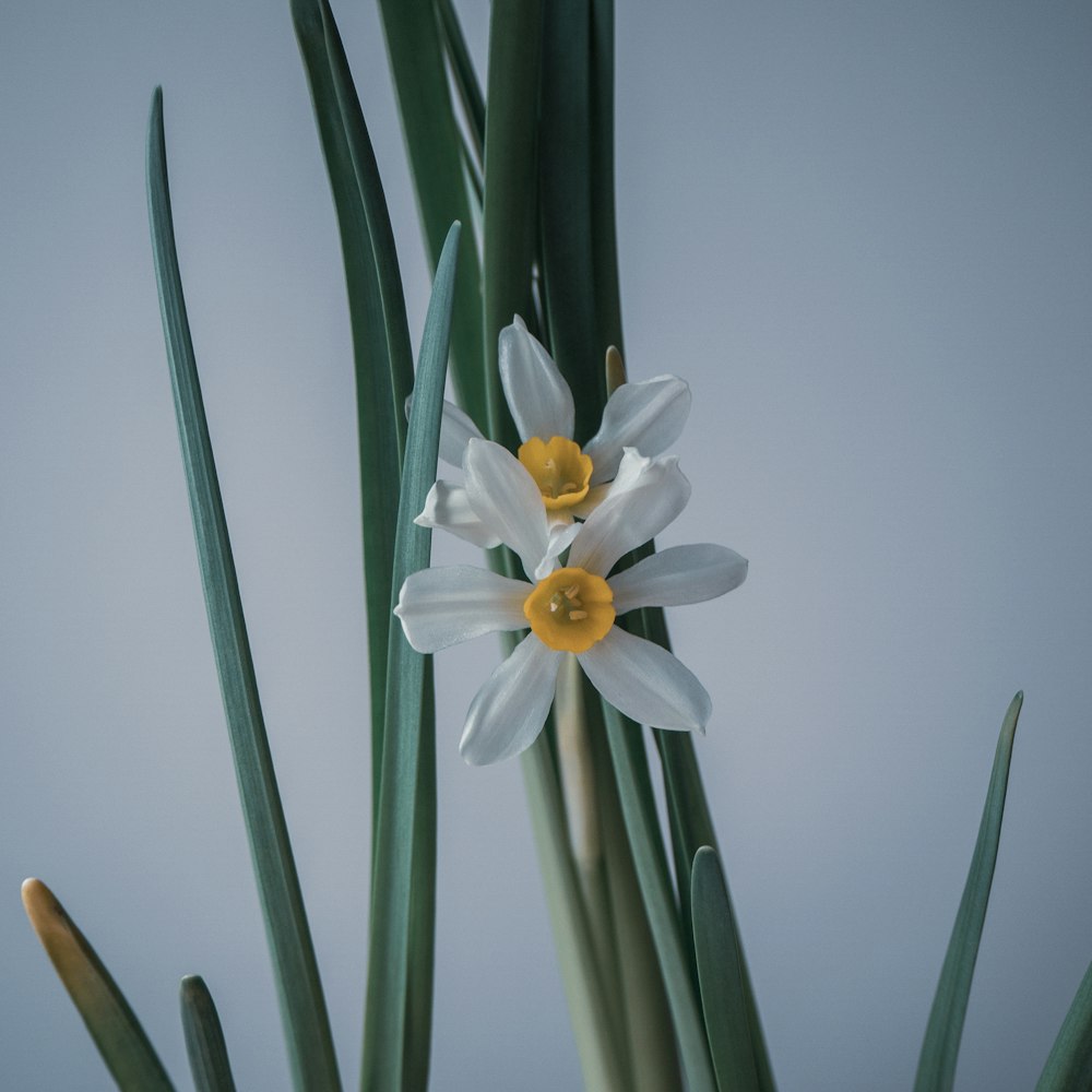 a close up of a white flower with green leaves