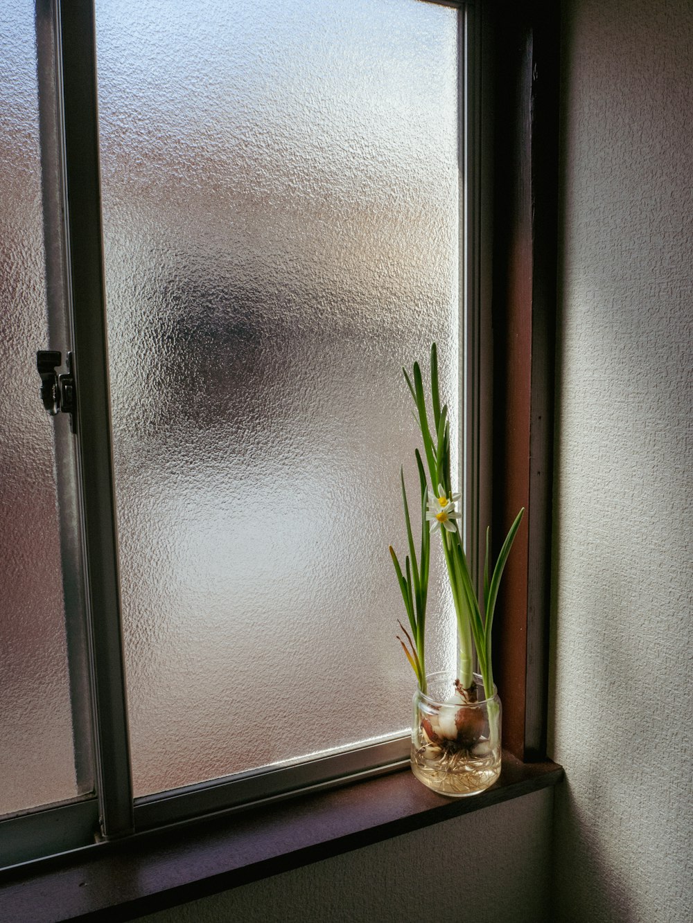 a plant in a vase on a window sill