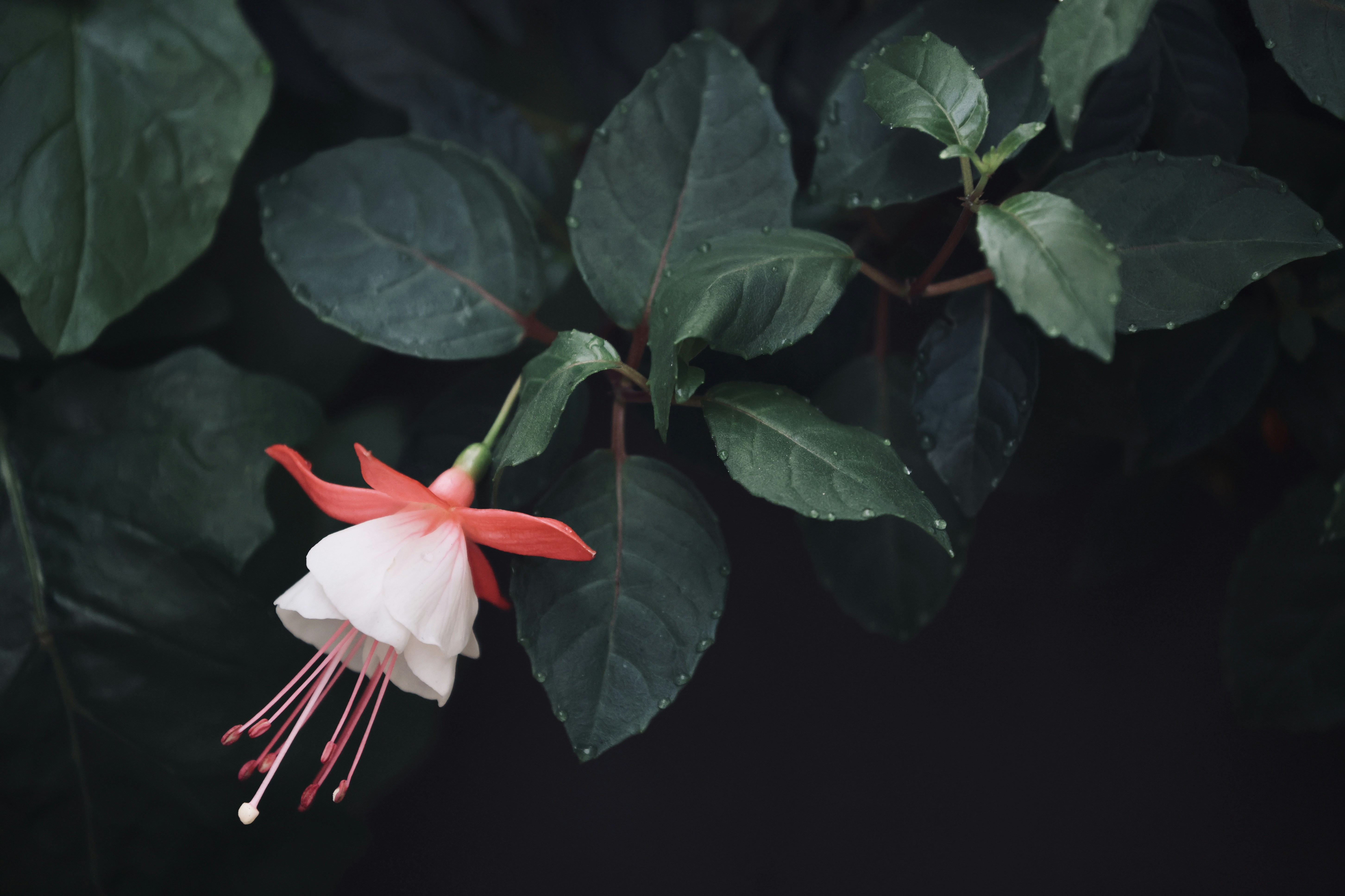 Photo by dickenslin76