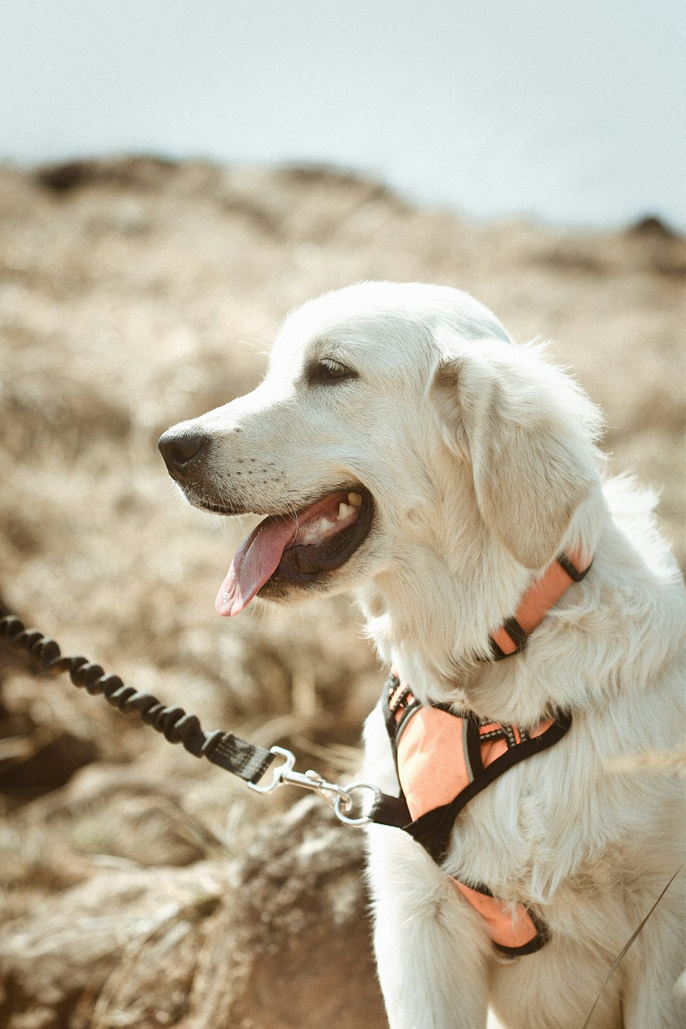 a white dog with a leash on a rocky hill