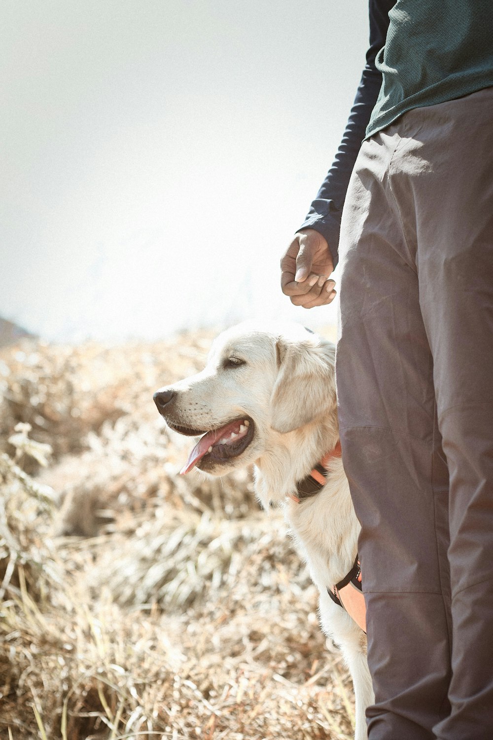 a man walking a dog on a leash