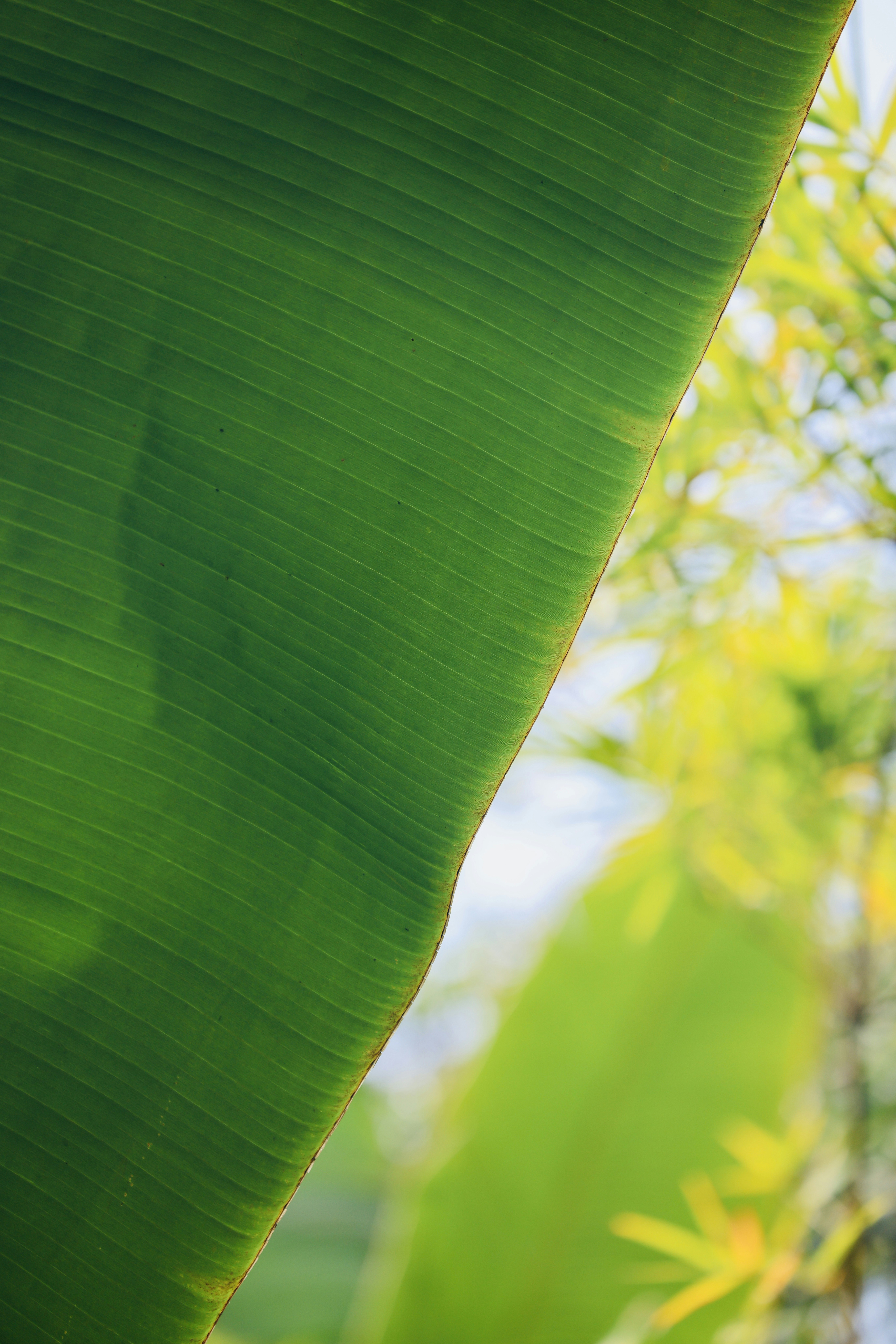 Photo by dickenslin76