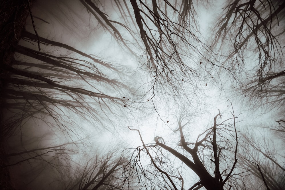 looking up at the branches of a tree in a foggy forest