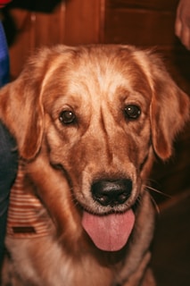 A close-up of a playful golden retriever with a wagging tail