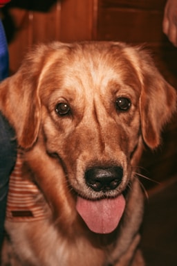 A warm close-up of a golden retriever puppy looking curiously at the camera.