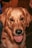 A close-up image of a playful golden retriever with bright eyes and a wagging tail.