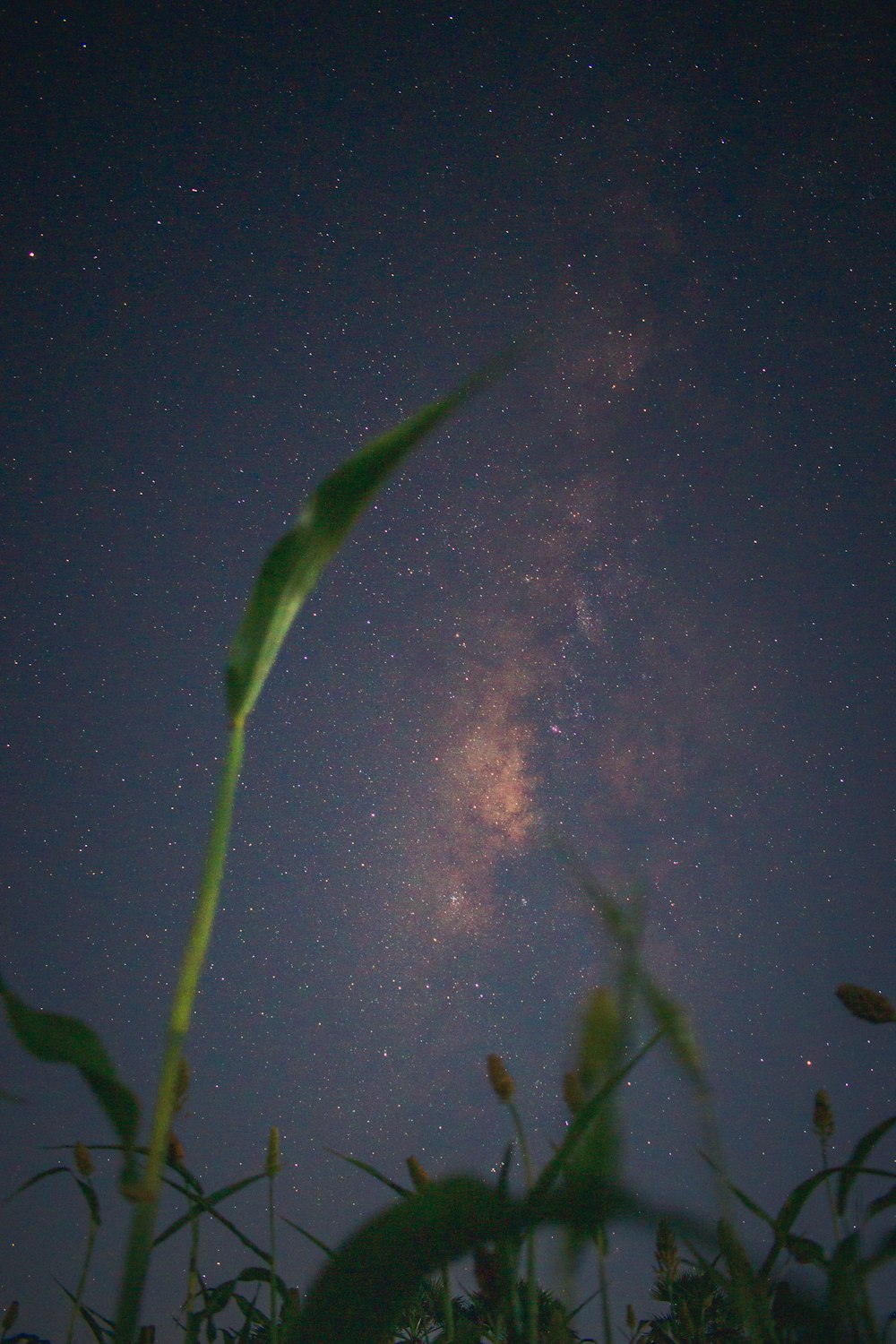 the night sky with stars and a green plant in the foreground