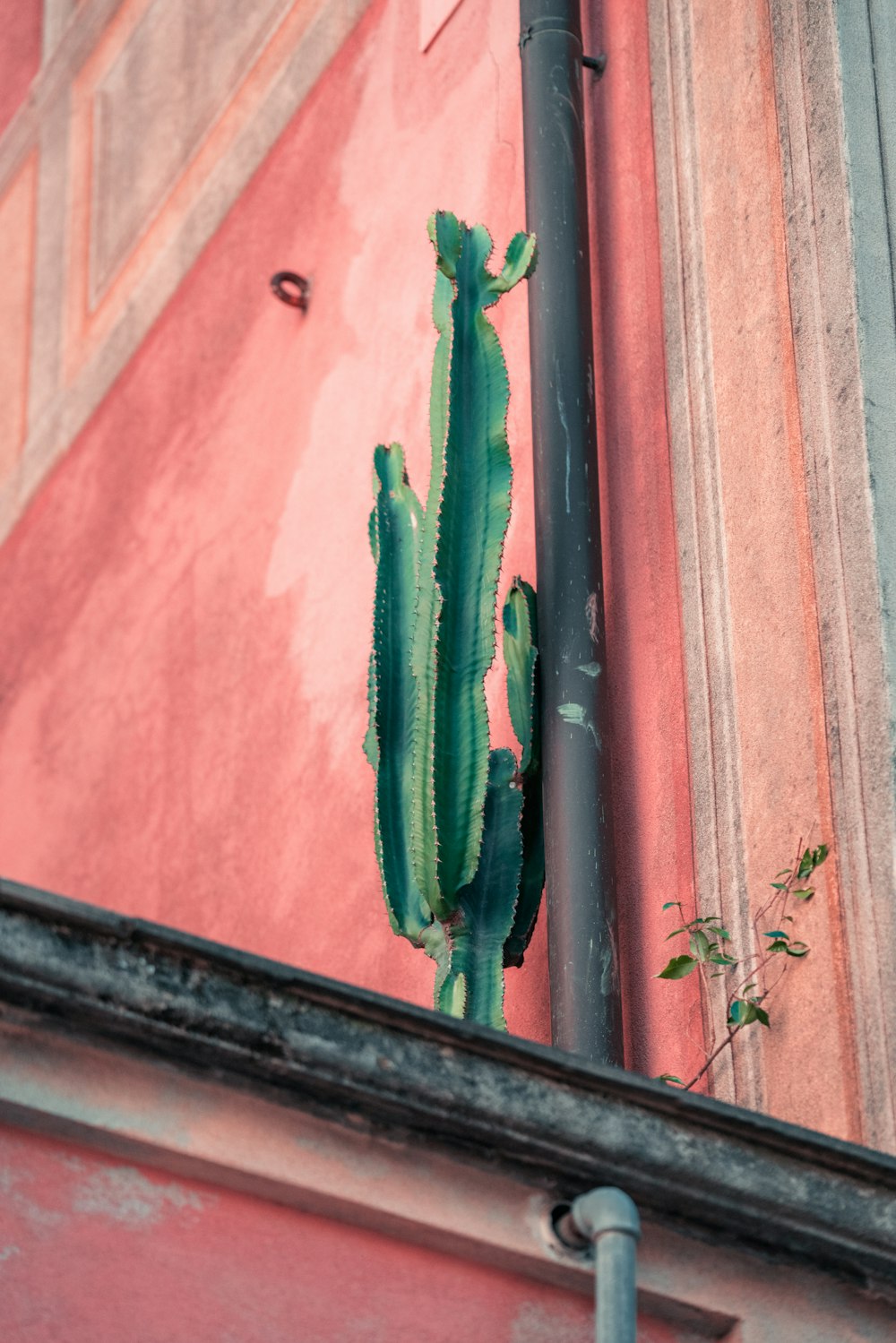 a green cactus is growing on the side of a building