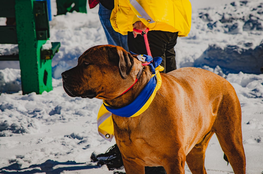 a large brown dog wearing a blue and yellow harness