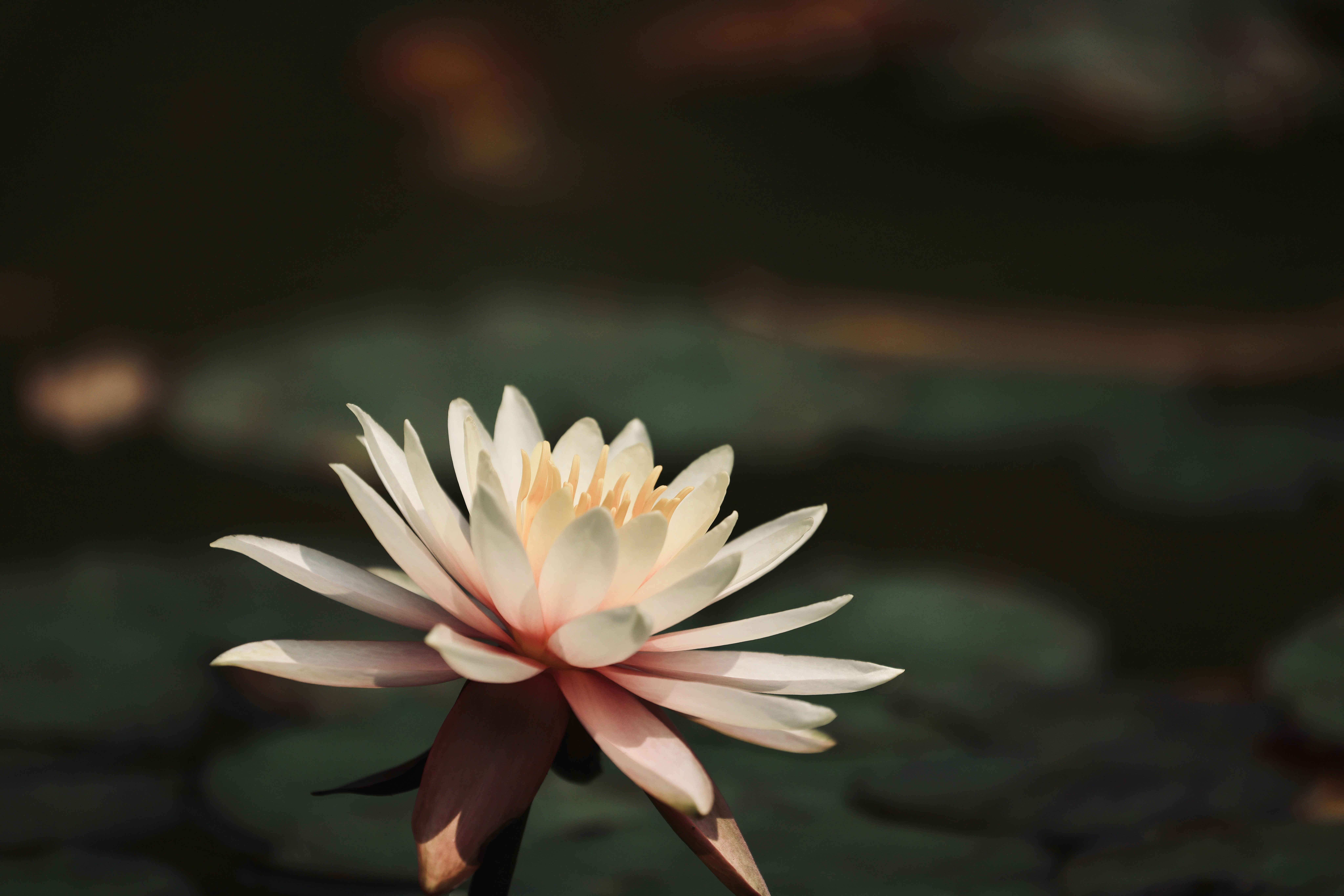 Photo by dickenslin76