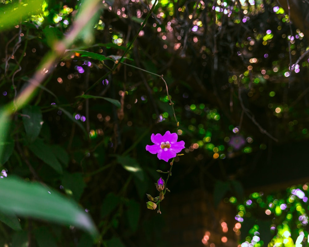 a purple flower is growing on a tree