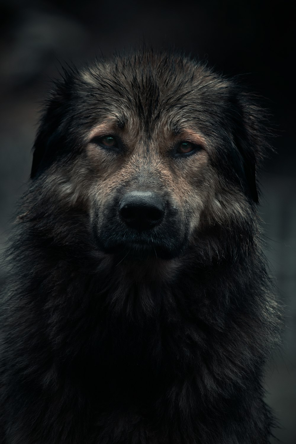 a close up of a dog's face with a black background