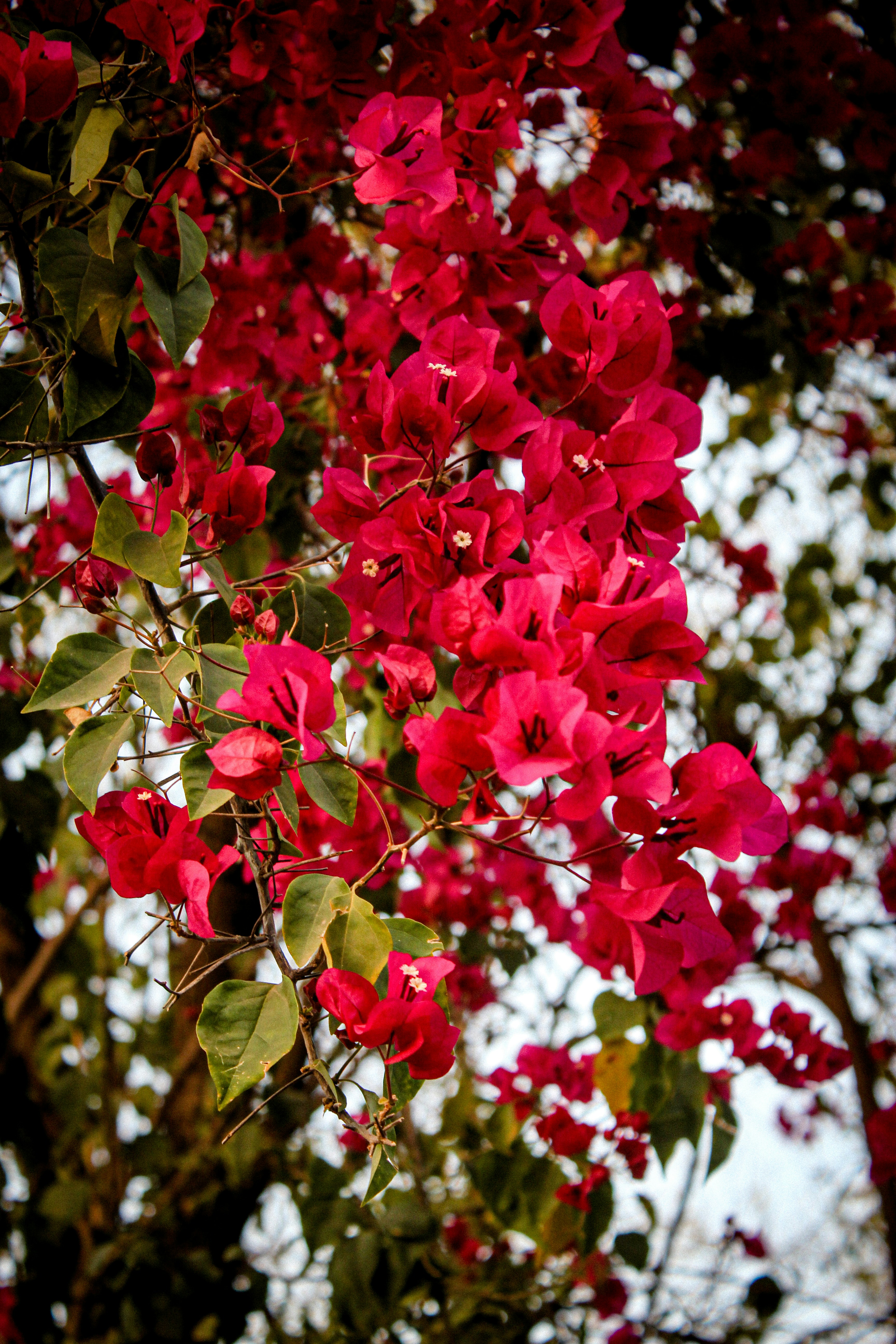 Photo by akshar_2598