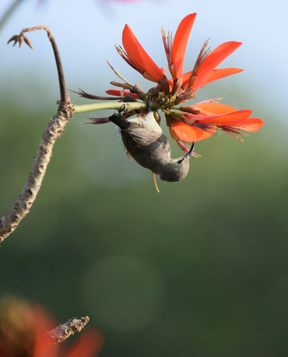 a small bird sitting on top of a red flower