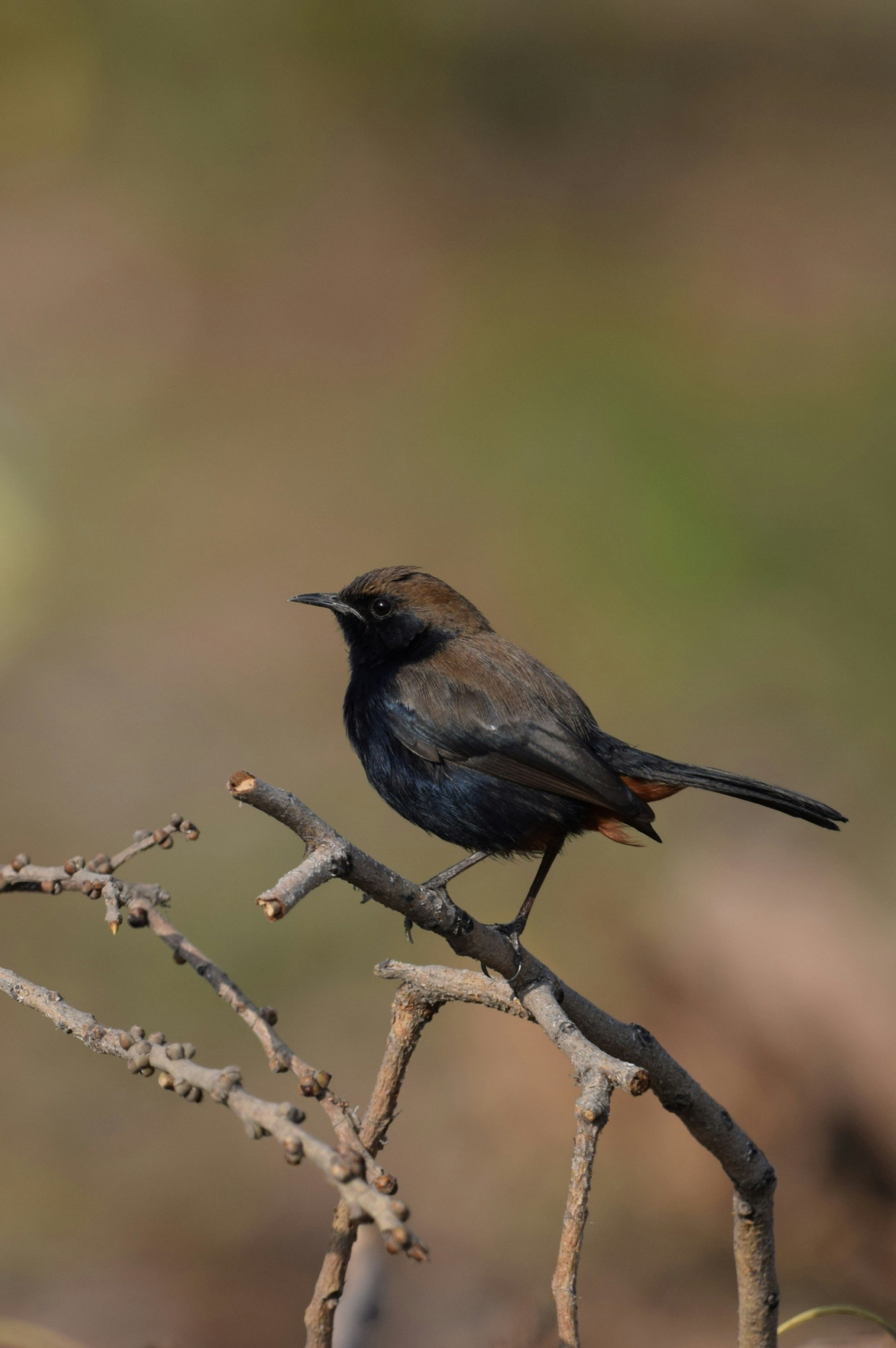 Photo by prashantsaini