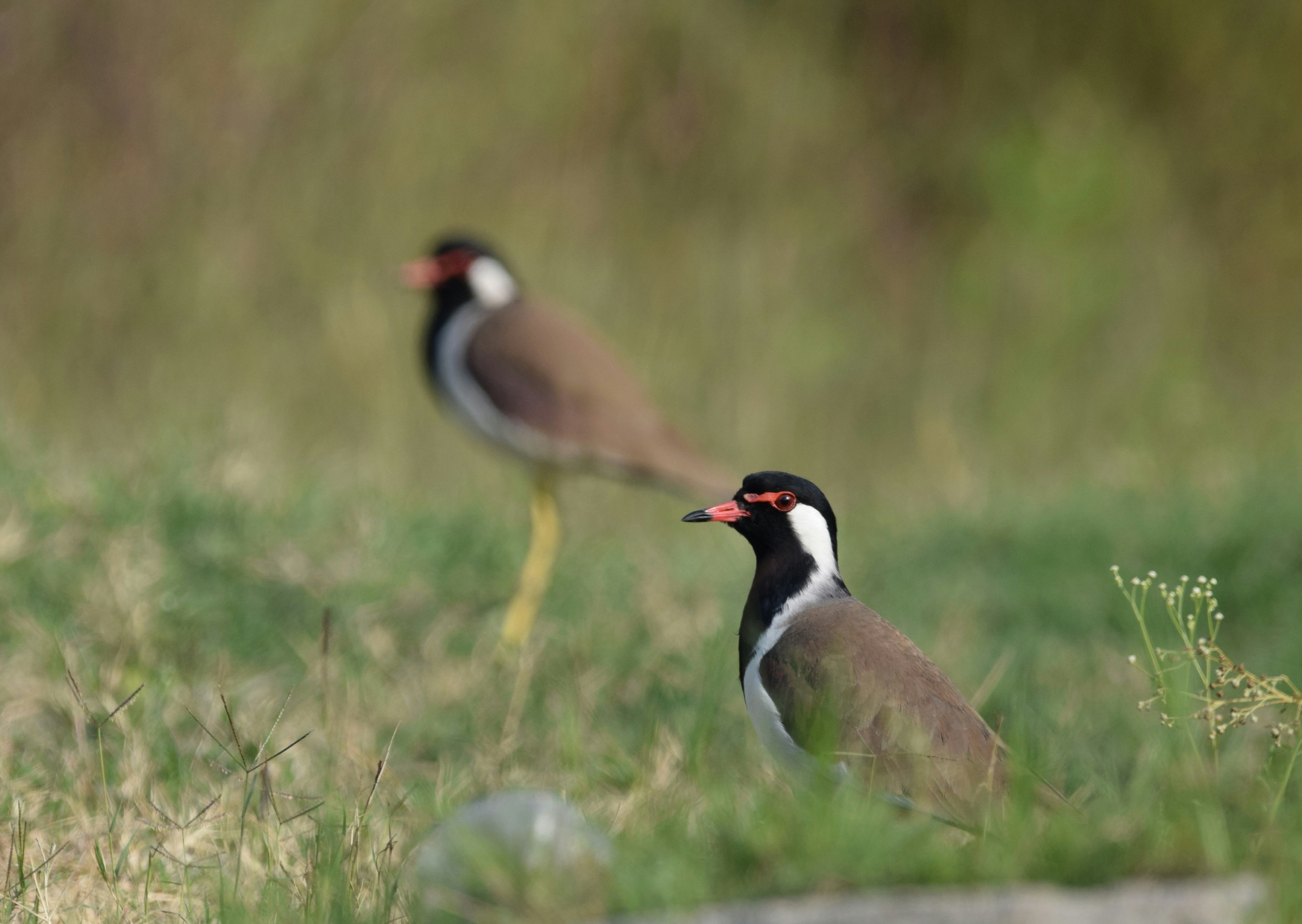 Photo by prashantsaini