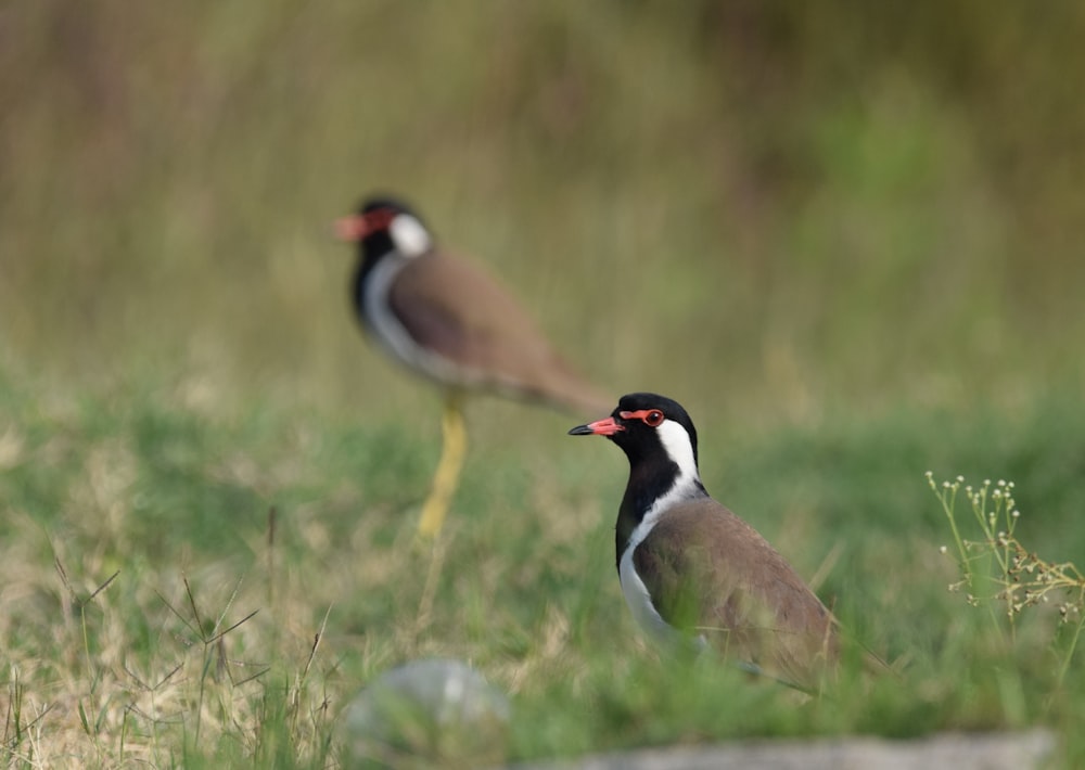 a couple of birds standing on top of a lush green field