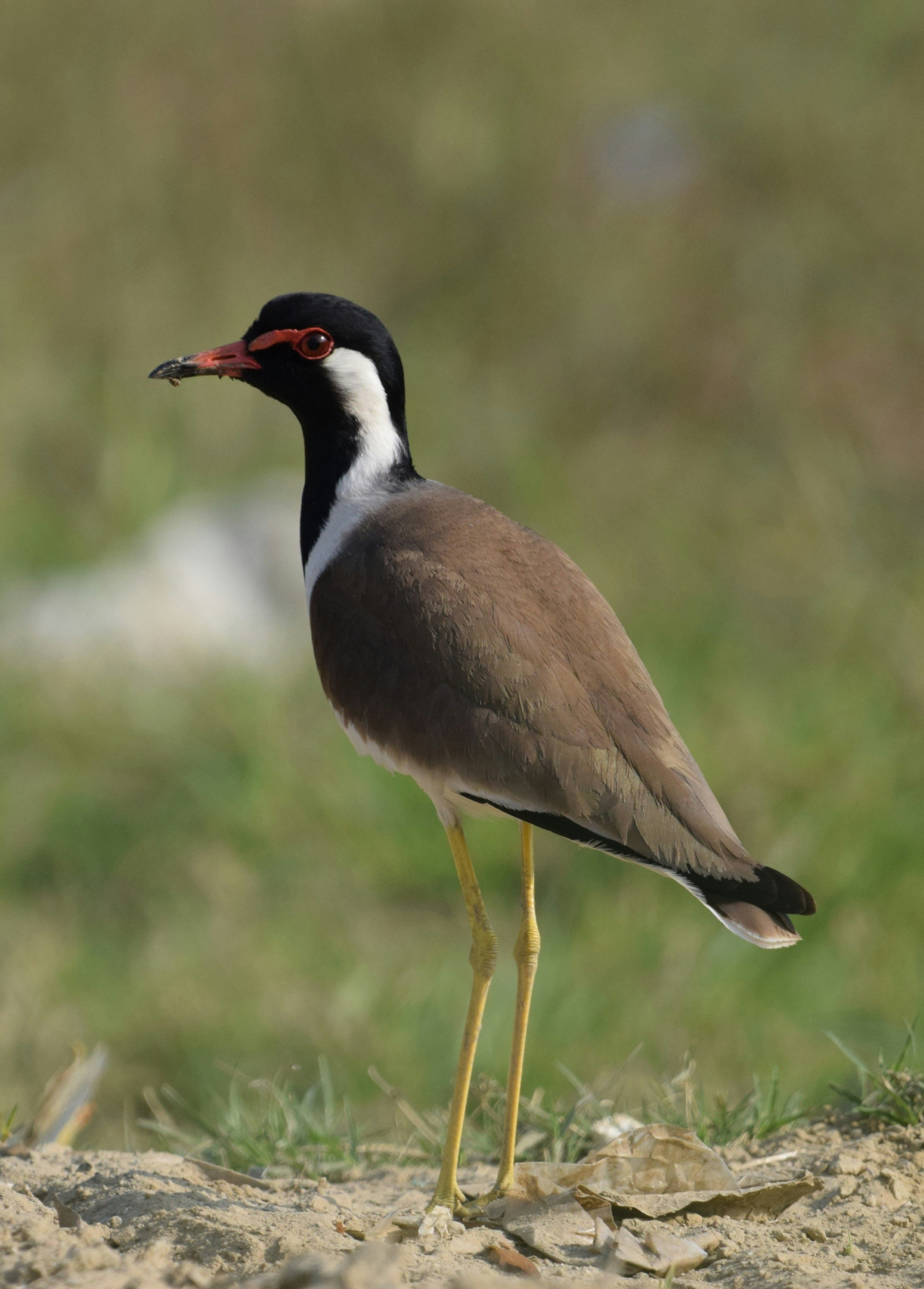 Photo by prashantsaini