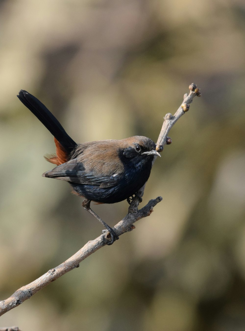 a small bird perched on a branch of a tree