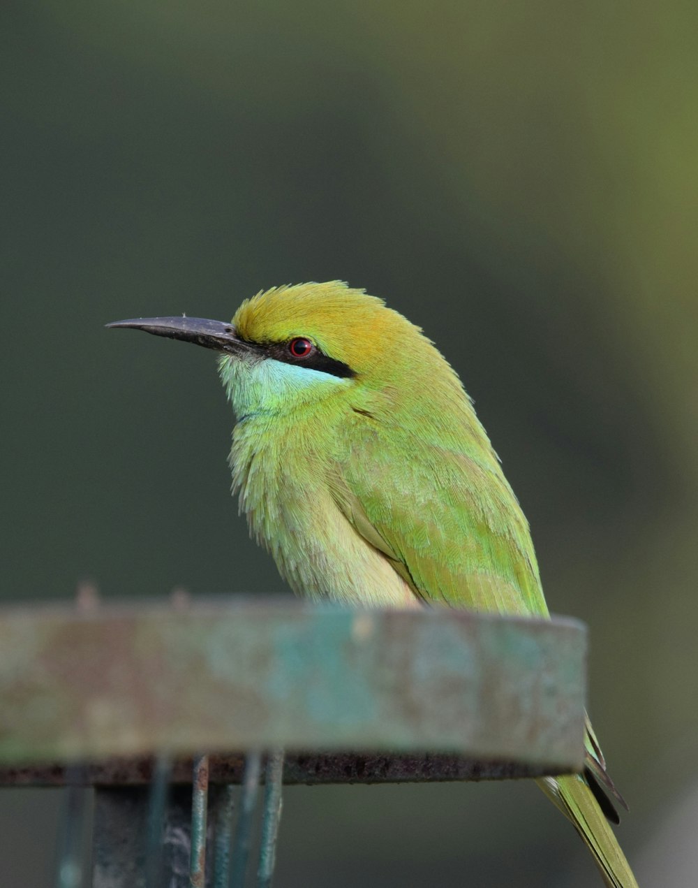 a green bird sitting on top of a bird feeder