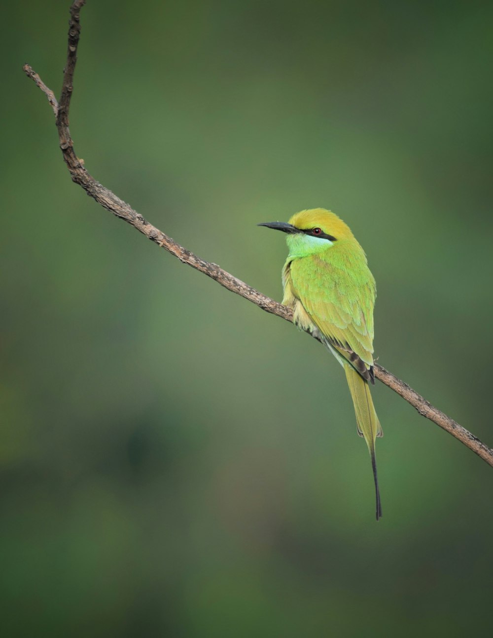 a small yellow and green bird sitting on a branch