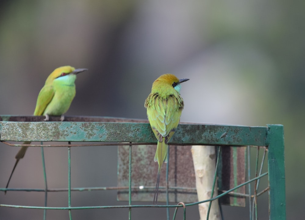 a couple of birds sitting on top of a metal cage