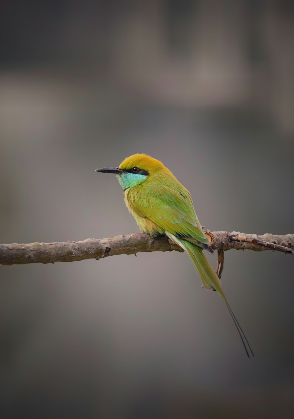 a small yellow and green bird sitting on a branch