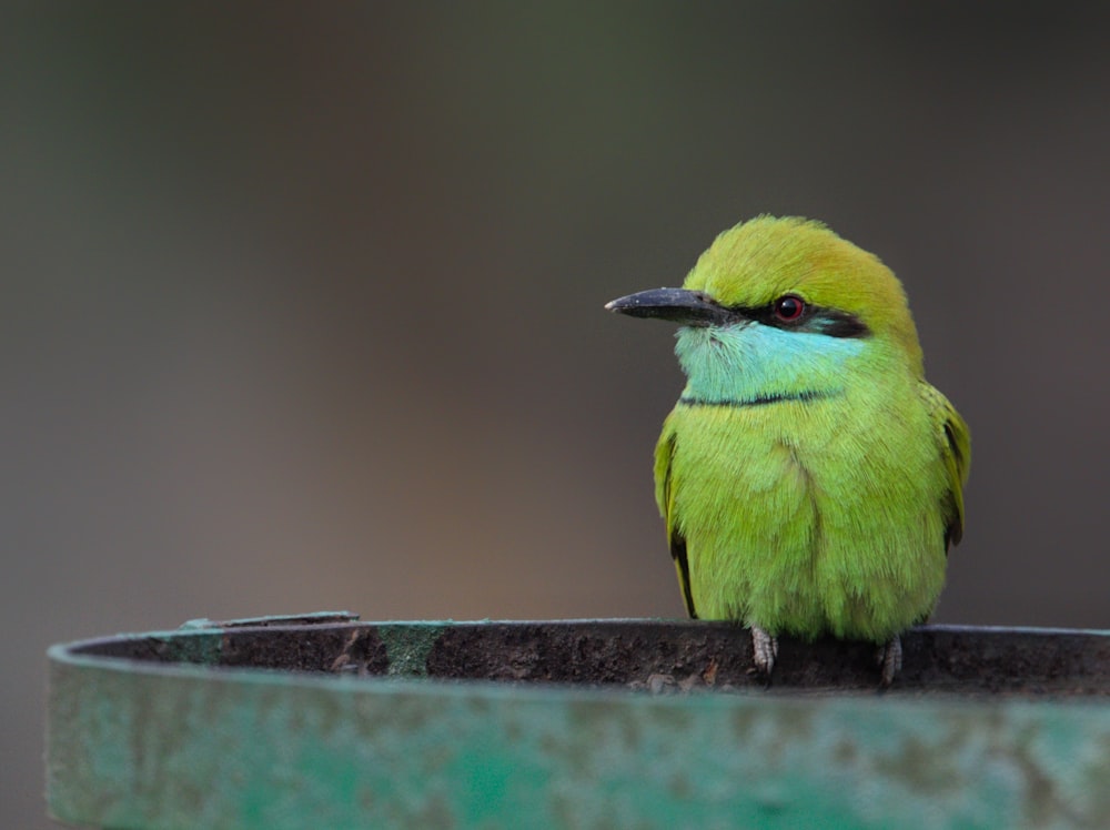 a small green bird sitting on top of a metal bowl