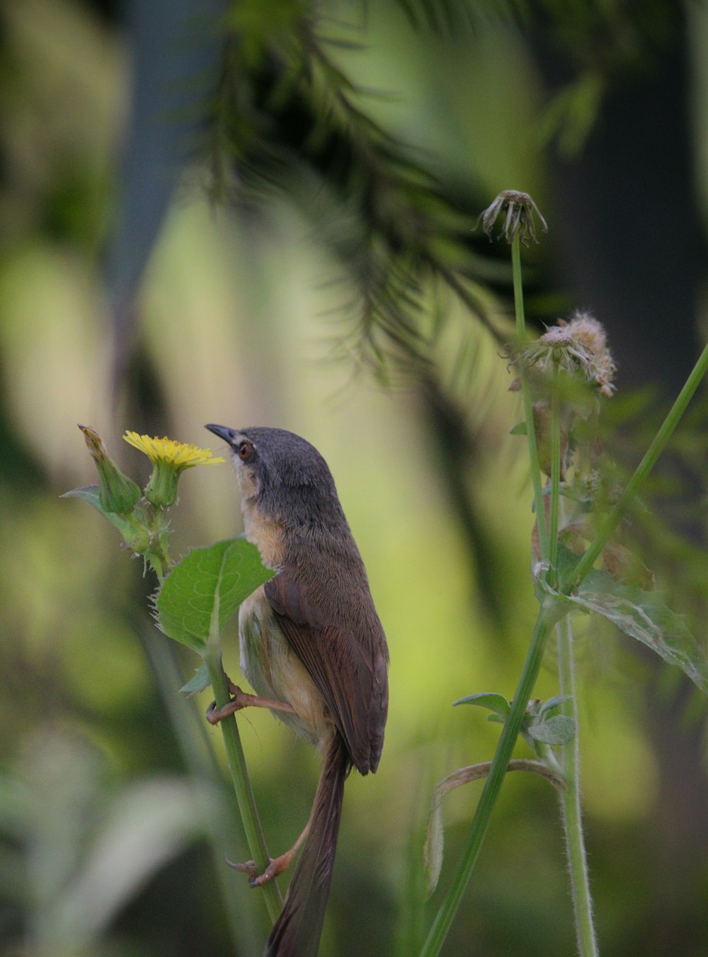 a small bird sitting on top of a green plant