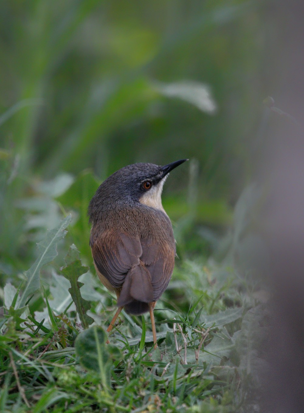 a small bird is standing in the grass