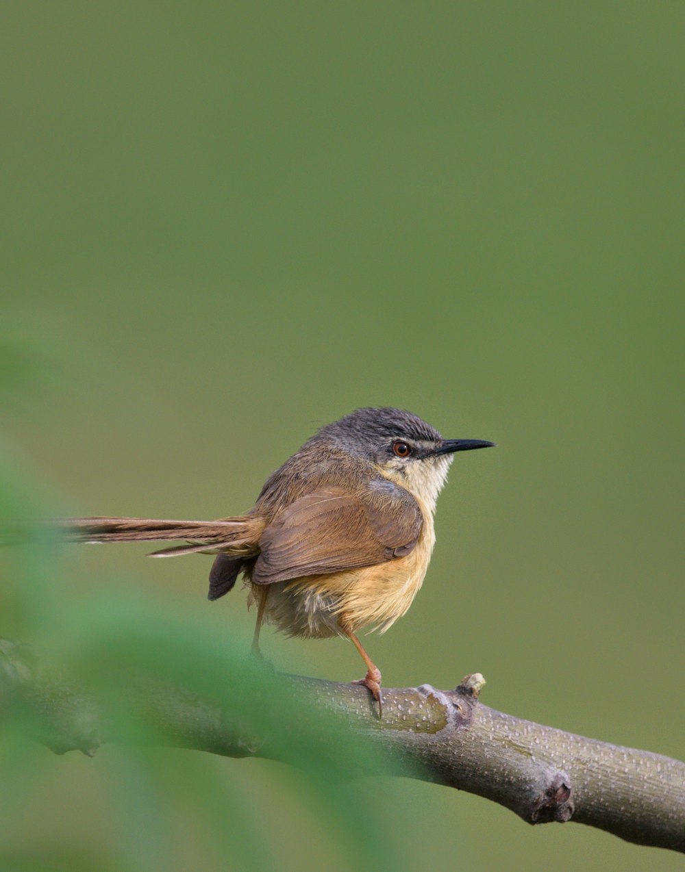 a small bird perched on a tree branch