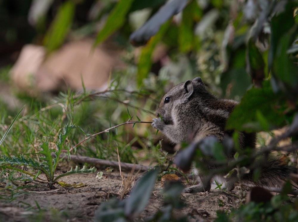 a small rodent eating a stick in the grass