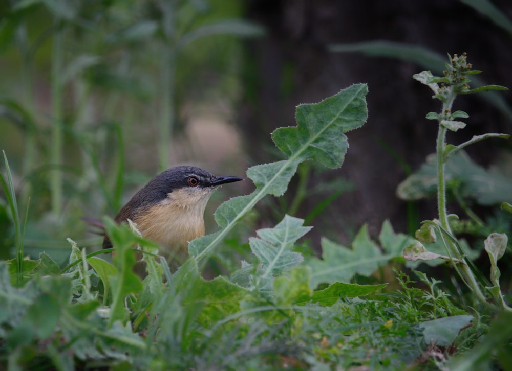 a small bird sitting on top of a lush green field