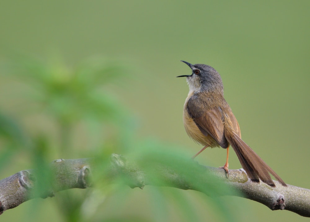 a small bird sitting on top of a tree branch