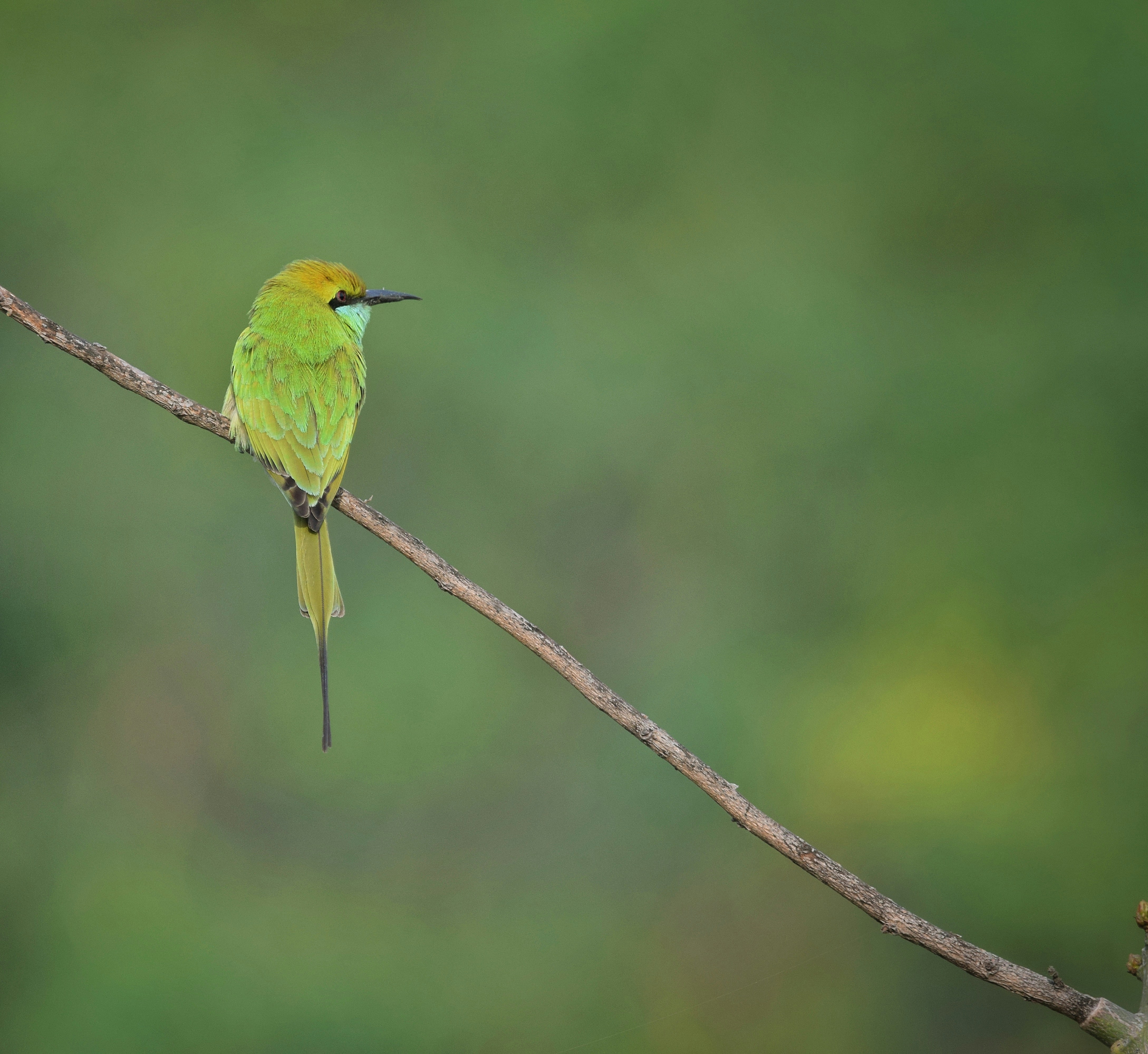 Photo by prashantsaini