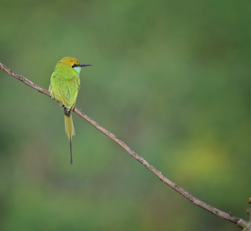 a small yellow and green bird sitting on a branch