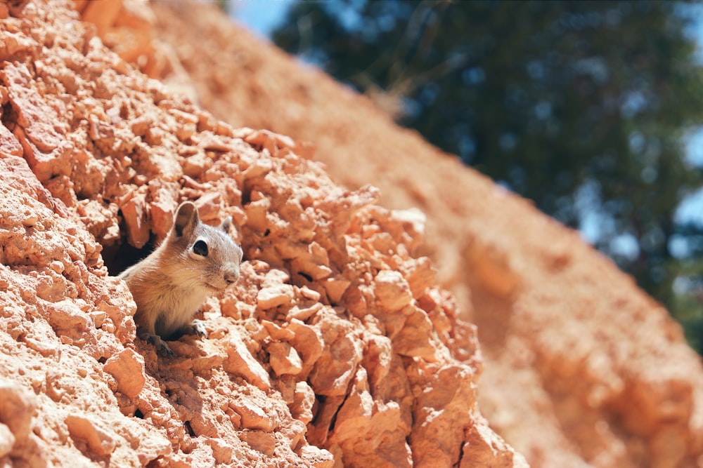 a chipper chipping out of a crack in a rock wall