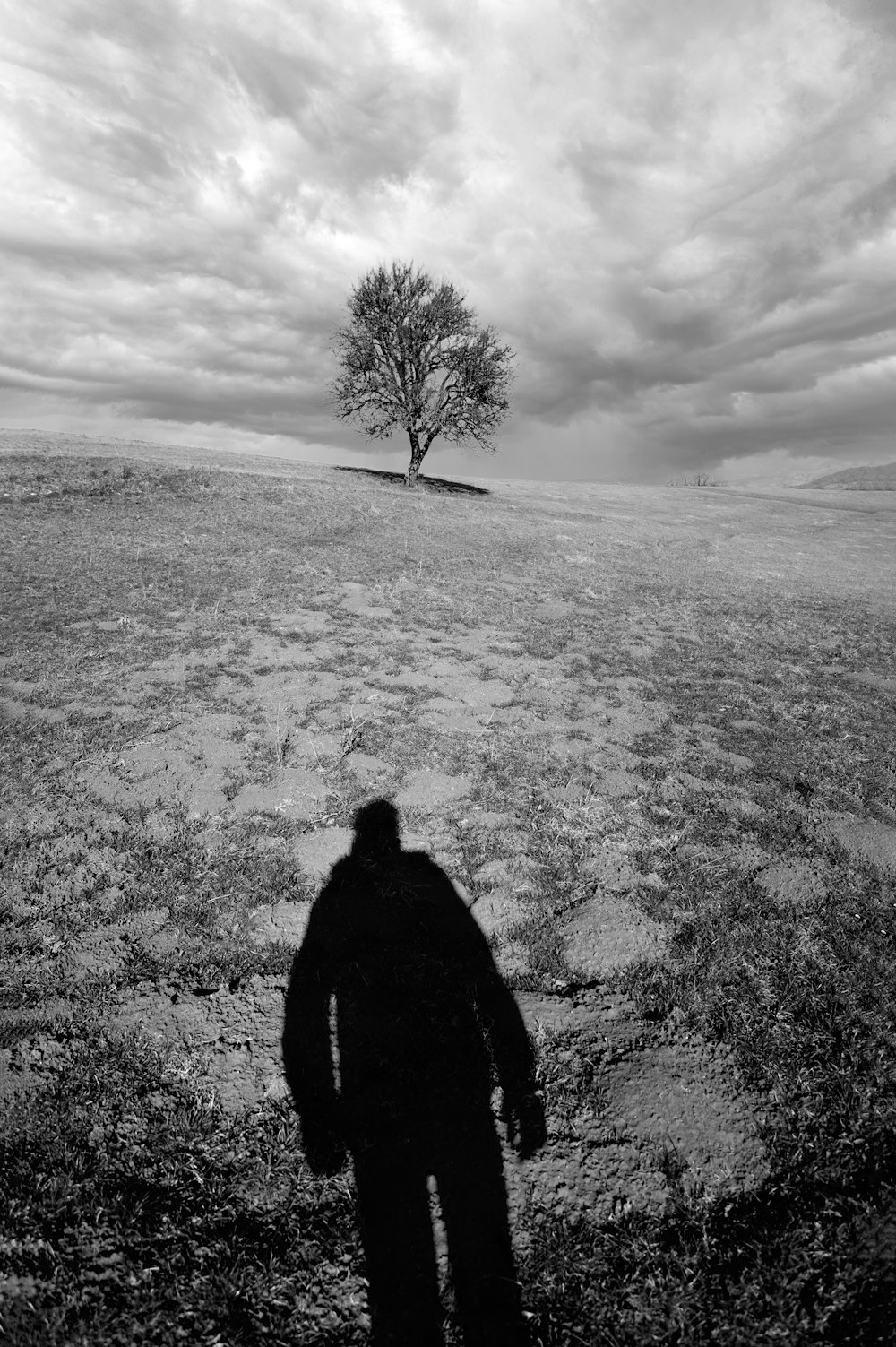 a person standing in a field with a tree in the background