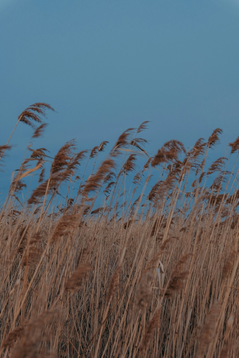 a field of tall brown grass with a blue sky in the background