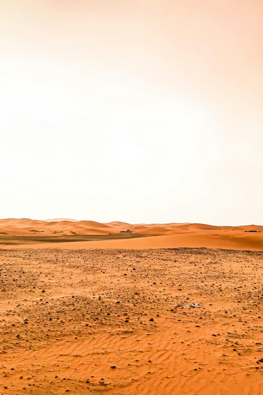 사막 한가운데에 서 있는 외로운 기린