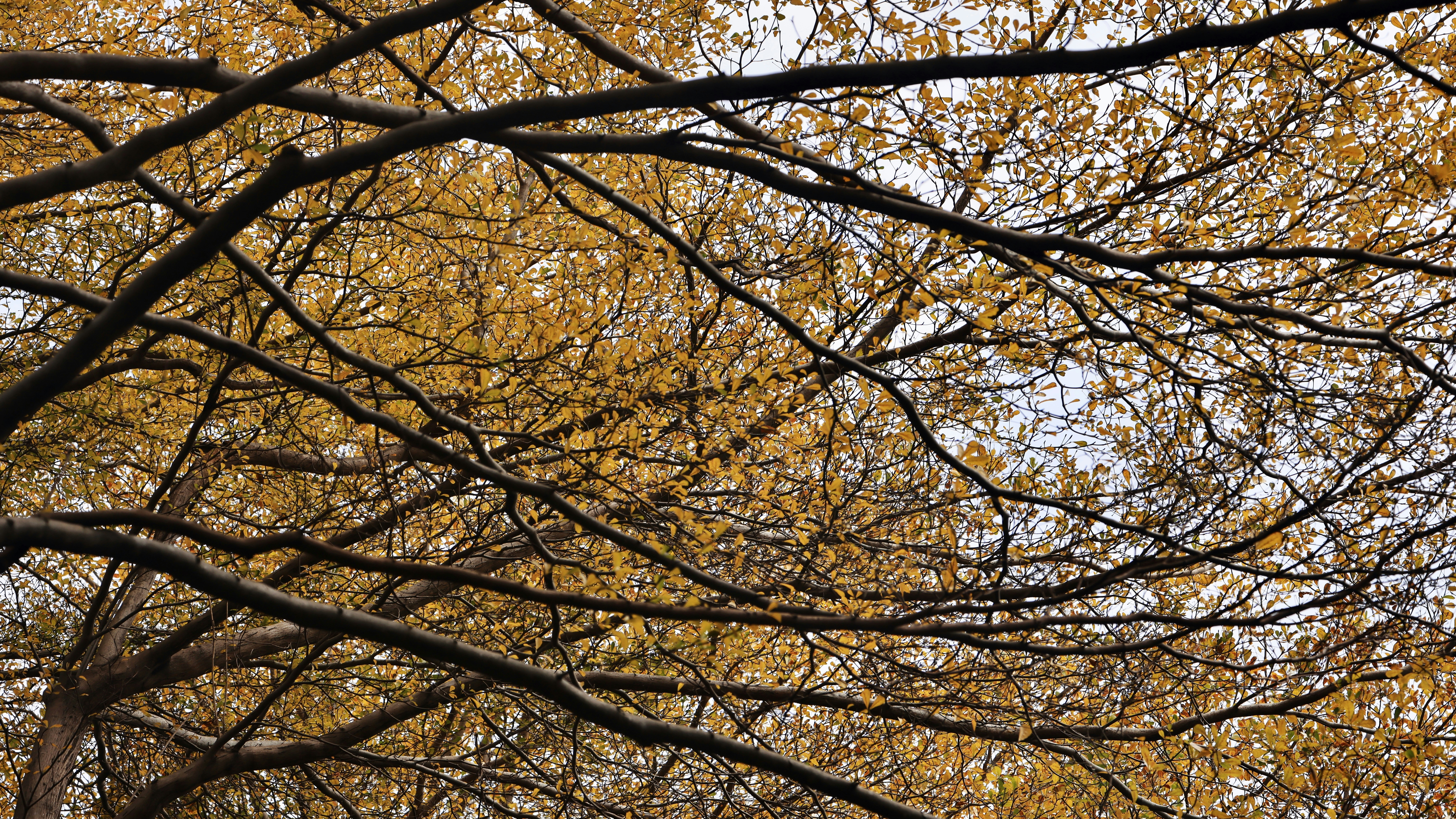 Photo by dickenslin76