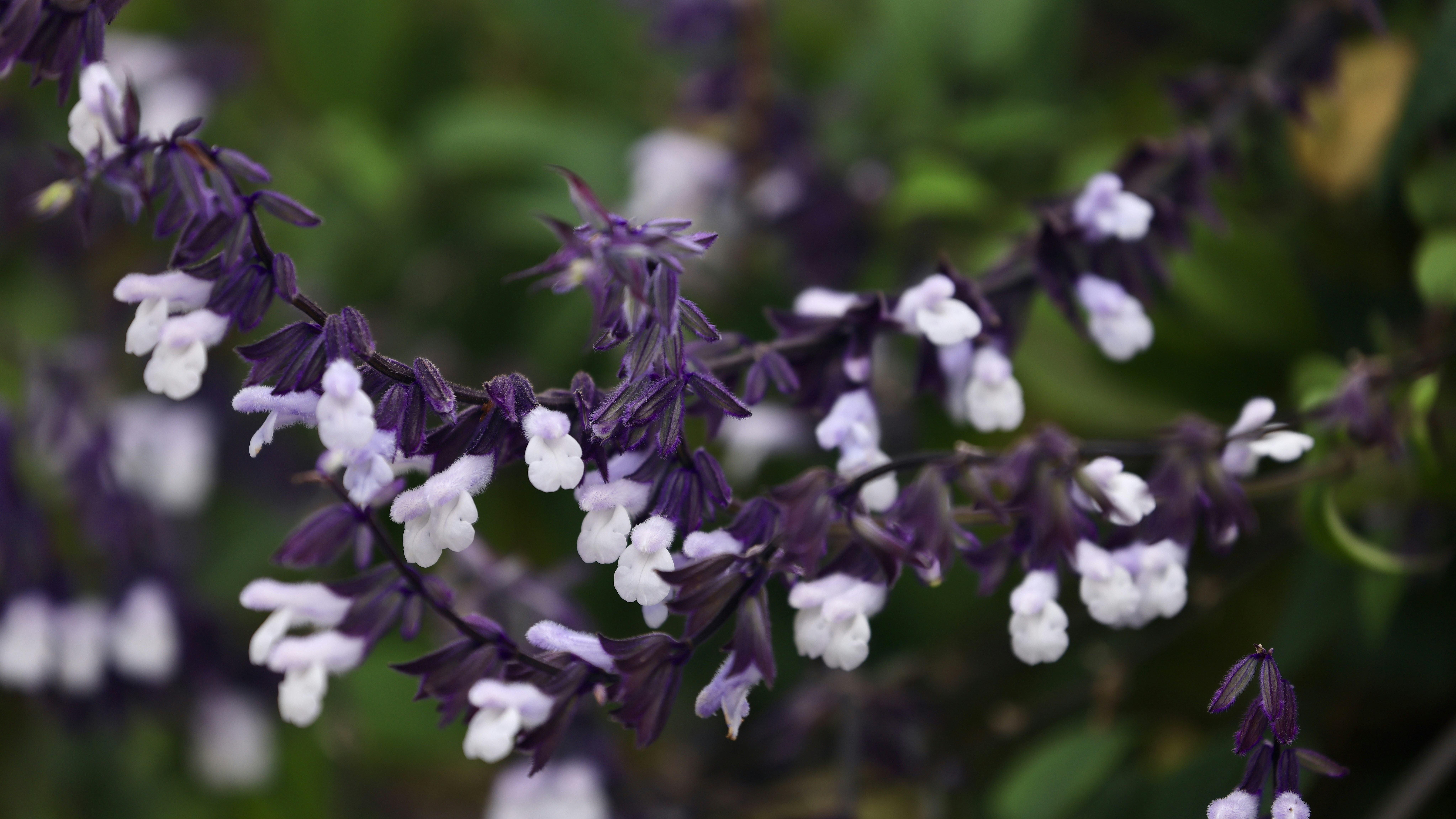 Photo by dickenslin76