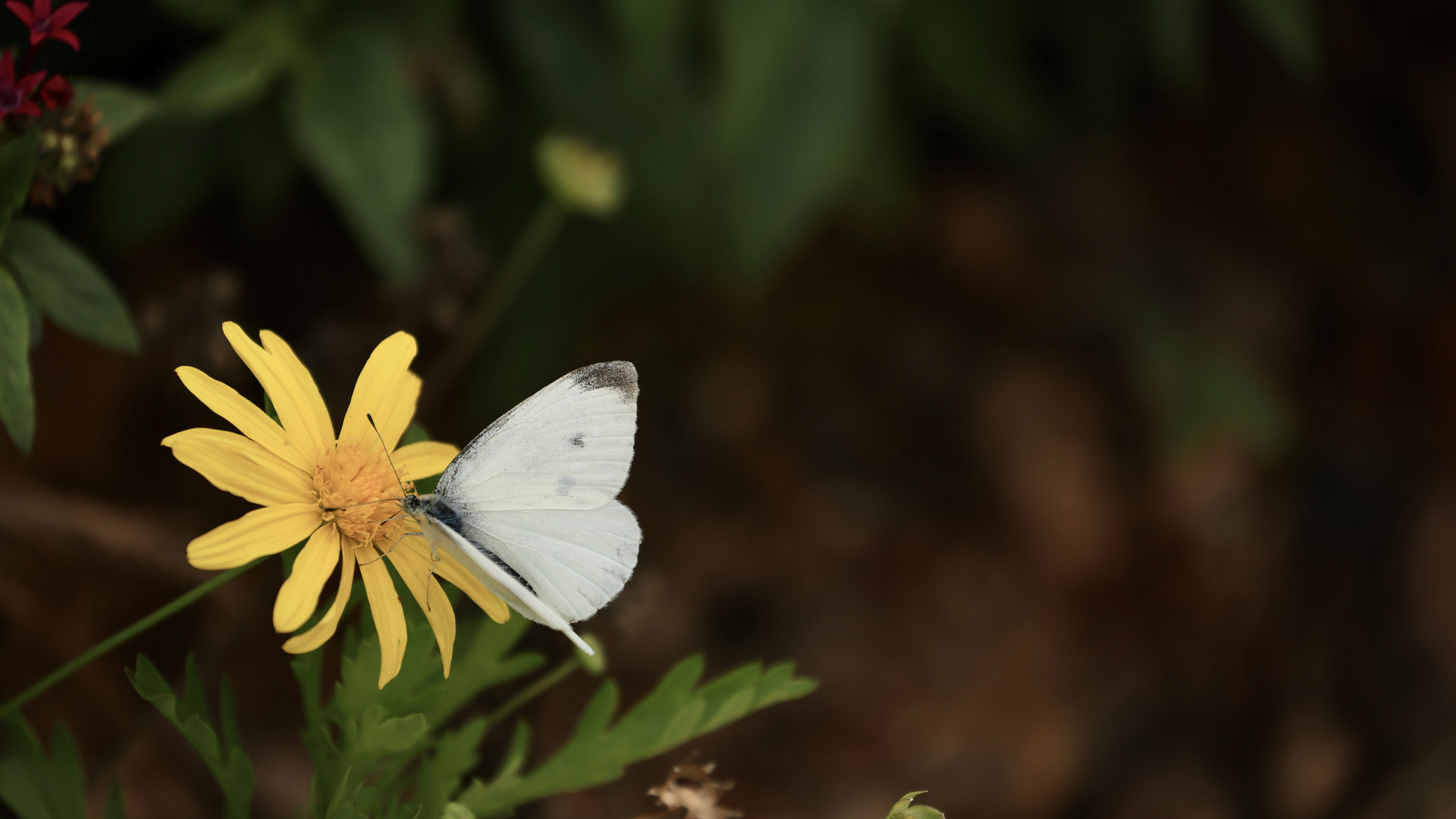 Photo by dickenslin76