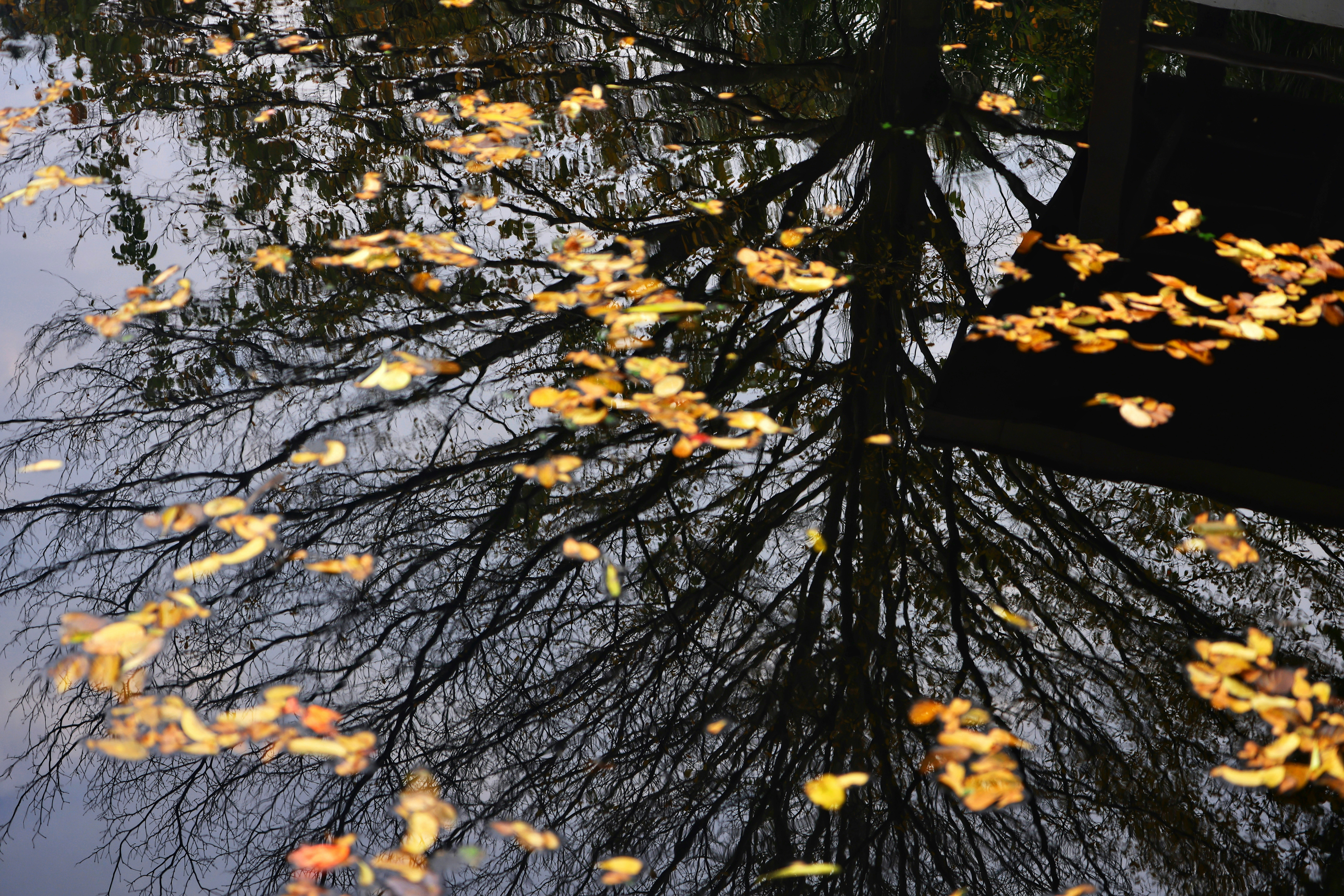 Photo by dickenslin76